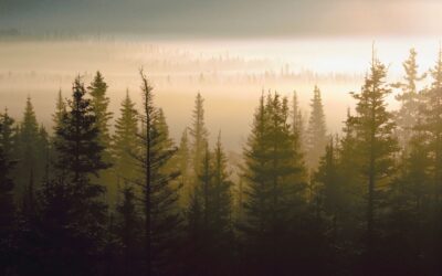 Shelter-In-Place: What We’re Doing